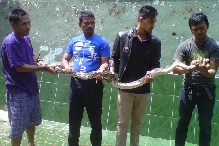 Warga memegag ular sanca kembang di Sukabumi, Jawa Barat, Senin (8/5/2017)