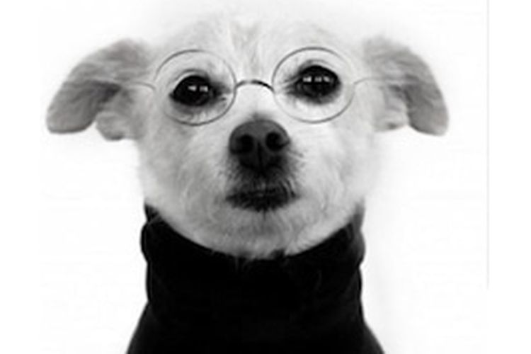 Anjing Steve Jobs.