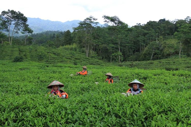 Wisata Petik Teh di Kebun Teh Pagilaran, Batang, Jawa Tengah.