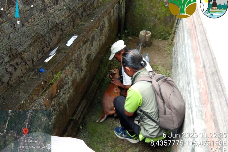 Kijang Liar Terluka Masuk Pekarangan Rumah Warga di Bali, Dievakuasi BKSDA