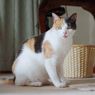 9 Penyebab Kulit Kucing Kering, Apa Saja?
