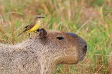 Fakta Unik Kapibara, Hewan Pengerat Terbesar di Dunia yang Bisa Menyelam di Air