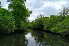 Jaga Kelestarian Hutan Mangrove, Masyarakat di Pulau Kaledupa Wakatobi Gunakan Hukum Adat