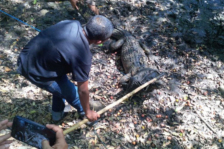 Tim gabungan evakuasi seekor buaya di Citepus, Palabuhanratu, Sukabumi, Jawa Barat, Senin (16/7/2018). 