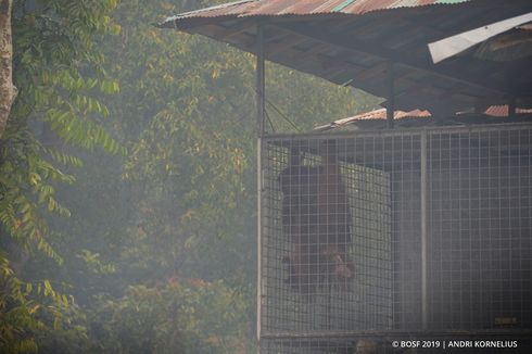 Kebakaran Hutan, Tim Medis Disiagakan di Pusat Rehabilitasi Orangutan