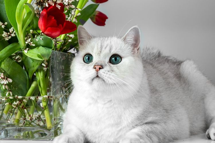 Ilustrasi kucing British shorthair.