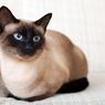 10 Ras Kucing Penyayang, Cocok untuk Dipelihara