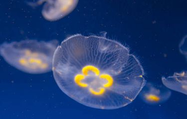 ilustrasi habitat di palung laut.