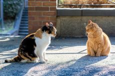 Benarkah Kucing Belang Tiga Pasti Betina dan Kucing ‘Oren' Selalu Jantan?