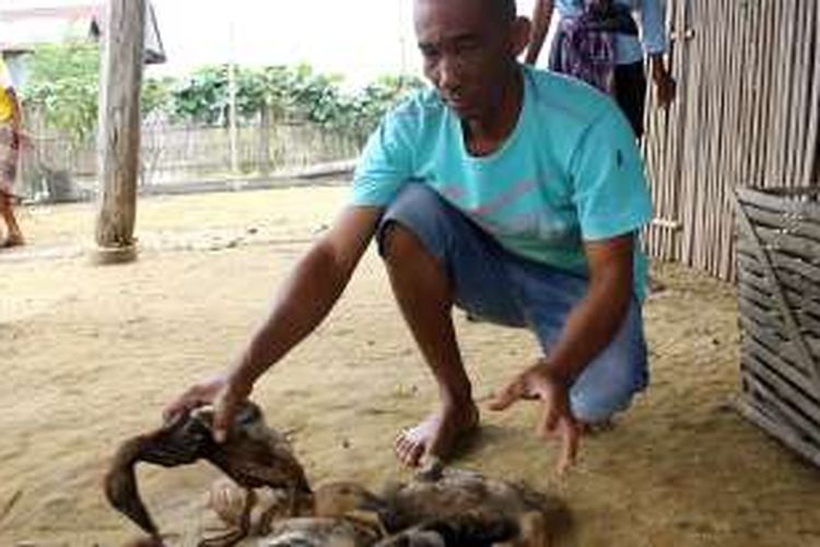 Warga menunjukkan bebek-bebek yang mati mendadak di Kelurahan Kanyuara, Kecamatan Wattang Sidenreng, Kabupaten Sidrap, Sulawesi Selatan. Unggas tersebut diduga terjangkit penyakit flu burung.