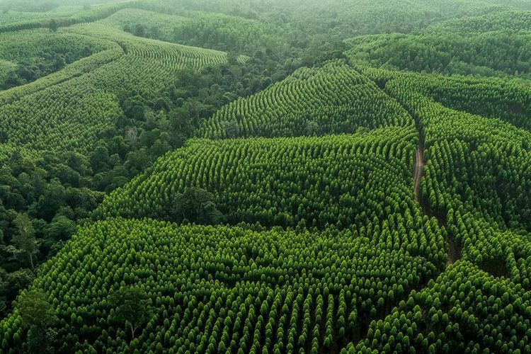 Peran Strategis Industri Kertas dalam Menjaga Hutan Lestari