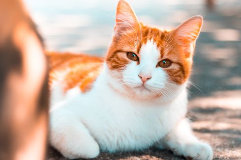 Penyebab dan Cara Mengobati Kucing yang Sering Muntah