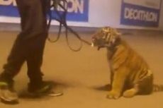 Pawang Sirkus yang Mabuk Bawa Anak Harimau Jalan-jalan di Mal