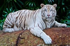 Fakta-fakta Harimau Putih, Harimau dengan Warna Bulu yang Unik