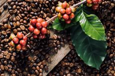 Ancaman Krisis Iklim terhadap Kopi Bisa Turunkan Produksi 50 Persen