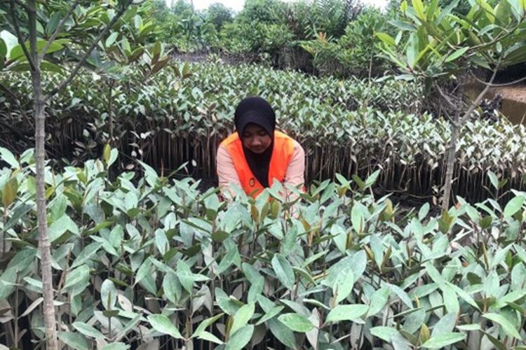 Peserta MSIB Rehabilitasi Mangrove di Sumatera Utara sedang melakukan pengecekan bibit mangrove yang siap ditanam.