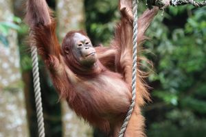 Reuters Soroti Penyelamatan Orang Utan di Kalbar, Pingsan dan Kritis akibat Asap Karhutla
