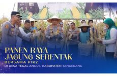 Dukung Ketahanan Pangan Nasional, PIK 2 dan Polsek Teluk Naga Inisiasi Panen Raya Jagung Serentak di Tegal Angus