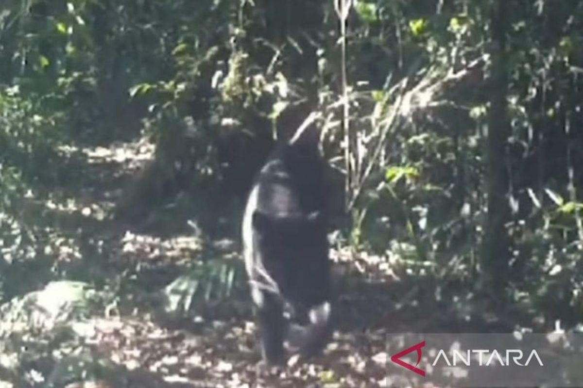 Macan kumbang terpantau dari kamera pemantau yang dipasang Balai Besar Taman Nasional Gunung Gede Pangrango, Cianjur, Jawa Barat.