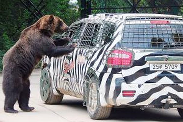 Seekor beruang sedang mendekati sebuah mobil yang mengangkut pengunjung Taman Rekreasi Everland di Korea. Mobil itu ditutupi kawat sehingga penumpang yang ada di dalamnya pun aman.