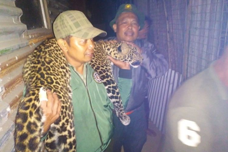 Tim BBKSDA tengah membawa macan tutul muda jantan berusia 1,5 tahun yang sudah dalam keadaan dibius untuk dibawa ke kebun binatang Bandung untuk pemulihan pada Minggu (3/6/2018). Macan ini terlihat di pemukiman warga, terperangkap dalam kandang unggas warga kampung Ciruntah, Desa Cihideung, Kecamatan Pengalengan, Kabupaten Bandung. 