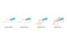 Jenis-jenis Bakteri berdasarkan Jumlah Flagelanya
