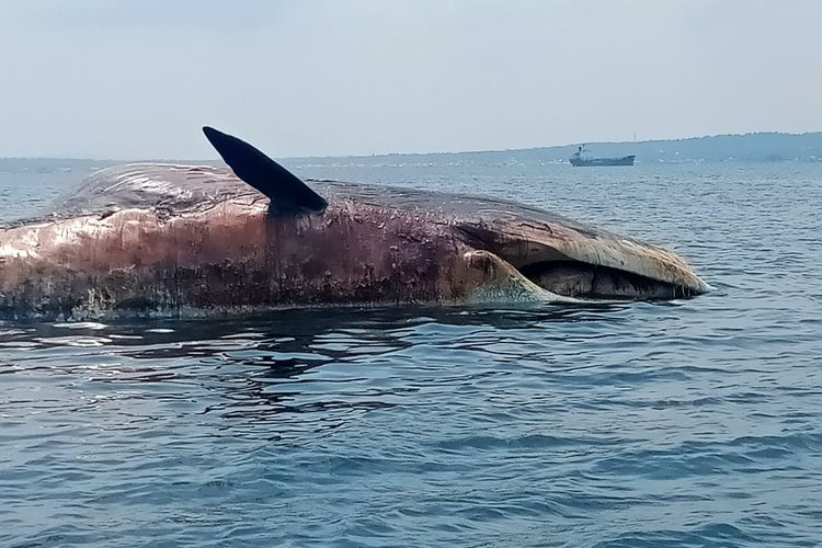 Bangkai ikan paus ditemukan terdampar di perairan Desa Dharma Camplong, Kecamatan Camplong, Kabupaten Sampang. 