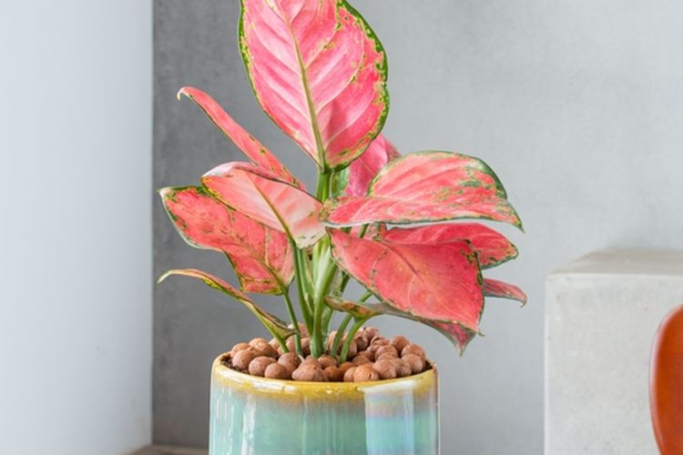 Ilustrasi tanaman hias Aglonema Lady Valentine. 