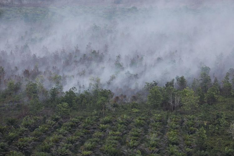 Asap terlihat keluar dari lahan gambut yang terbakar di Kawasan hutan di Palangka Raya, Kalimantan Tengah, Senin (30/9/2019).