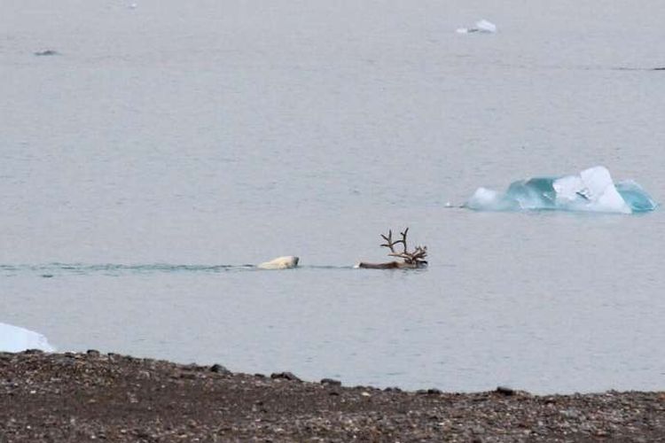 Beruang kutub tertangkap kamera untuk pertama kalinya mengejar rusa dan memangsanya. Akibat es laut Arktik yang terus mencair menyebabkan beruang kutub kesulitan mendapatkan mangsanya, yakni anjing laut.