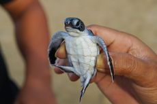 Jaga Kelestarian Penyu, 170 Tukik Dilepas di Karimunjawa