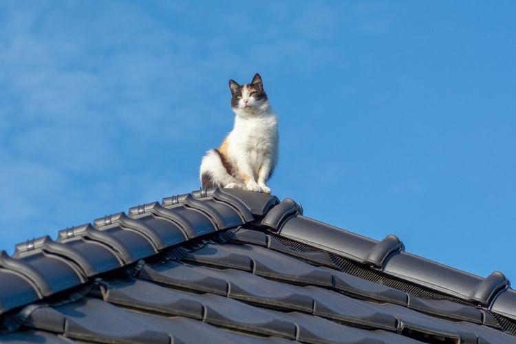 Ilustrasi kucing berada di atap rumah.