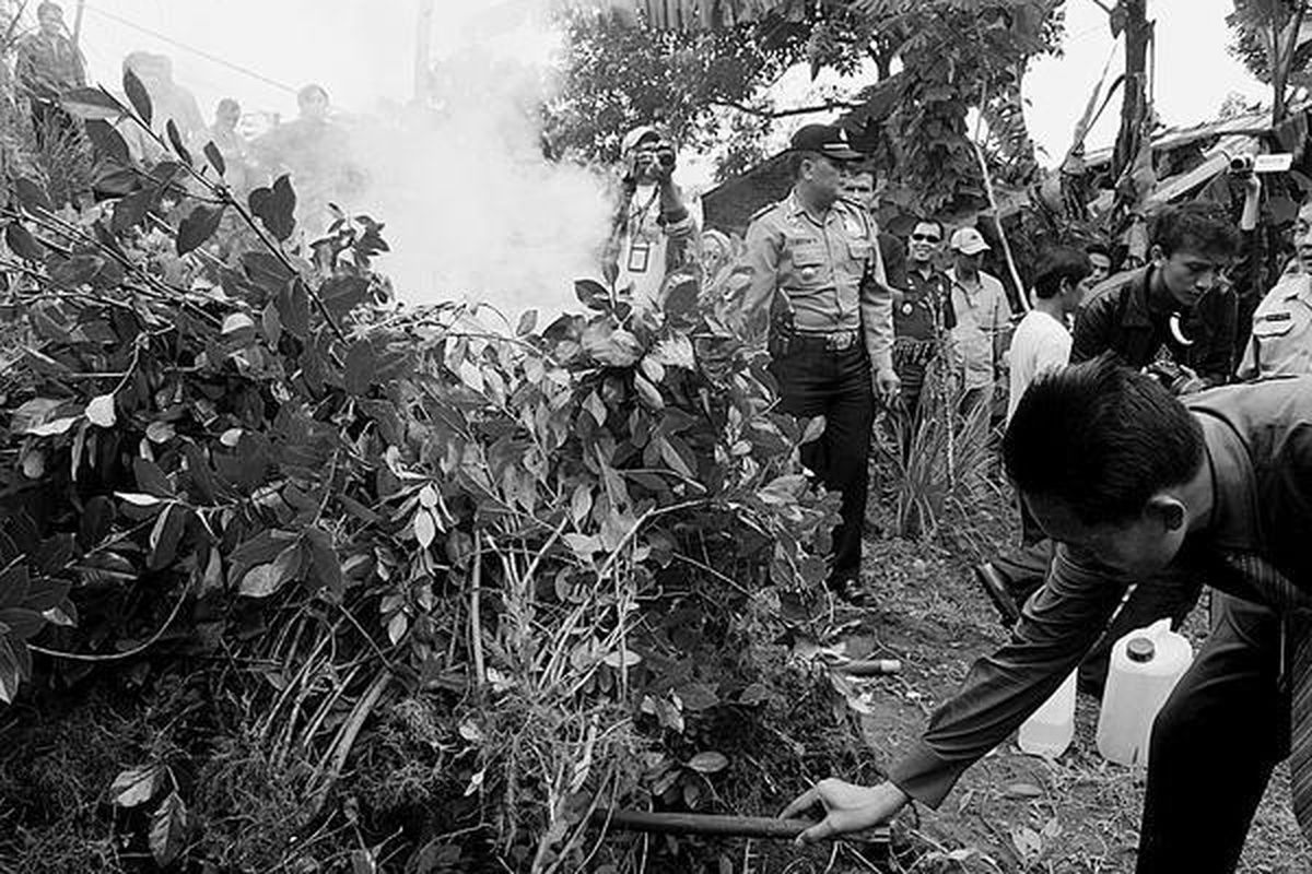 Polres Banyumas dan Direktorat Narkoba Polda Jawa Tengah disaksikan sejumlah pejabat setempat dan warga, Rabu (6/2), membongkar tanaman khat di Karangsalam, Kecamatan Baturraden, Kabupaten Banyumas.