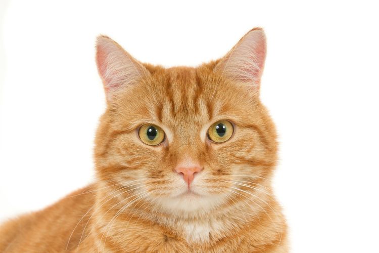 Kucing Oren Punya Sifat Nakal, Mitos atau Fakta? Ini Kata Dokter Hewan IPB