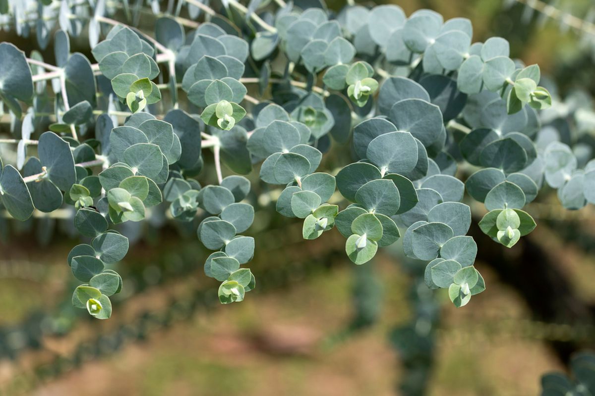 Ilustrasi daun eucalyptus