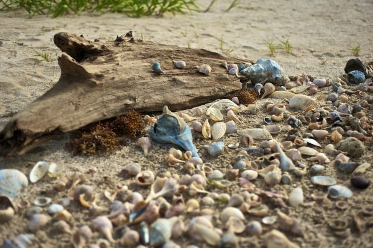 Kumpulan cangkang kerang di salah satu pantai di Cameron Parish, Louisiana.