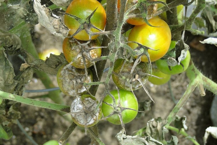 Ilustrasi tanaman tomat terserang penyakit busuk daun.