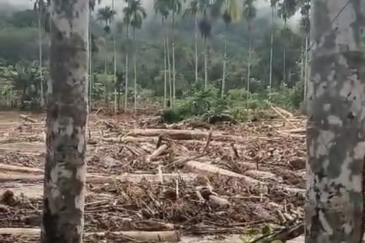 Banyak kayu hanyut saat banjir di Pesisir Selatan, Rabu (12/3/2025)