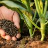 6 Bahan Pupuk Alami yang Bisa Bantu Tanaman Tumbuh Subur