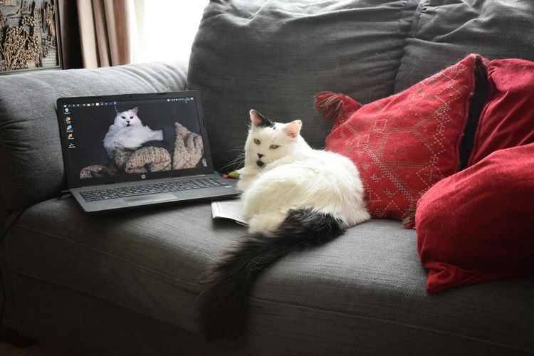 Mulai 1 September, Pemilik Kucing di Singapura Wajib Punya Lisensi, Ada Denda hingga Rp 69 Juta