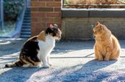 Tak Hanya Menggunakan Suara, Kucing Juga Berkomunikasi dengan Bantuan Bakteri