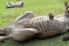 Foto Alat Kelamin Kanguru Disensor, Warga Australia Marah
