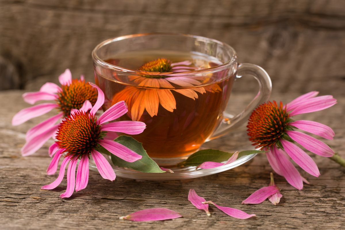 Ilustrasi teh dari bunga echinacea