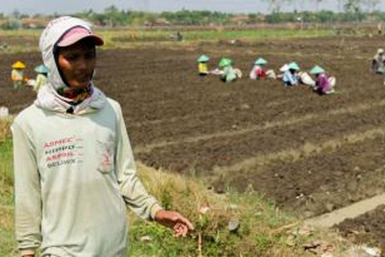 Musim kemarau yang panjang memaksa para petani tanaman padi mengalihkan garapannya ke tanaman bawang. Eko Cahyono merupakan salah satu yang memilih opsi ini. Bersama dengan rekannya sesama warga Limbangan, Eko menggarap lahan seluas 1 hektar untuk ditanami bawang dengan modal Rp 30 juta hasil pinjaman. Gambar diambil pada Selasa (18/8/2015).