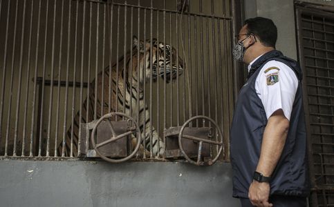 Two Sumatran Tigers in Indonesian Zoo Contract Covid-19