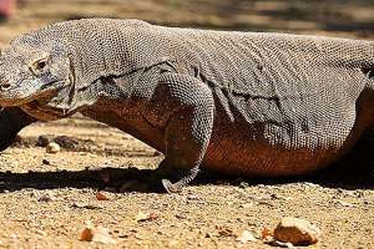Komodo (Varanus komodoensis) hidup liar di Pulau Rinca, Jumat (10/6/2016). Populasi komodo di Pulau Rinca yang merupakan bagian dari Taman Nasional Komodo sekitar 2.800 ekor.