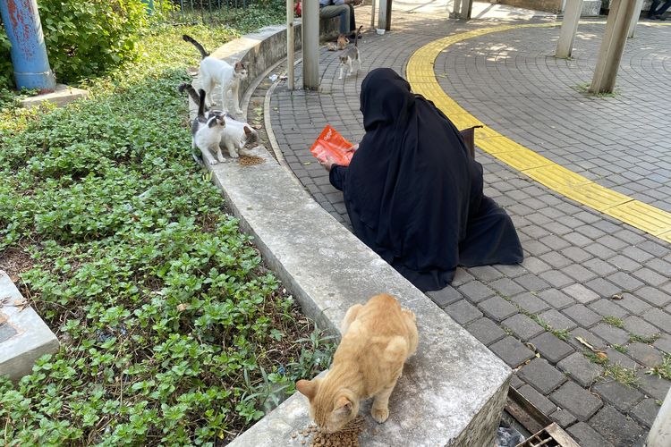 “Jangan Buang Kucing Kalau Bosan dan Tak Sanggup Merawat”