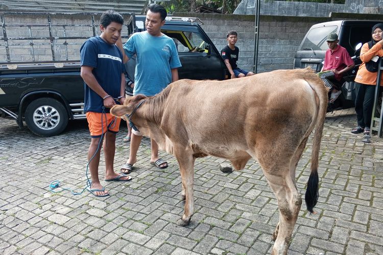 Jelang Idul Adha, Pria di Banyuwangi Gasak Sapi Milik Tetangga