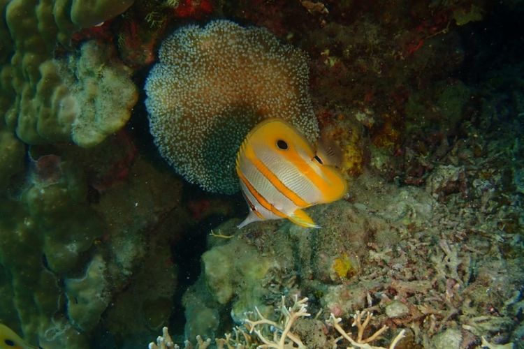 Biota laut Kepulauan Seribu.