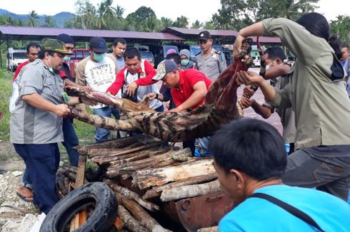 Harimau Dibunuh dan Digantung di Sumut, Ini Penjelasan BKSDA